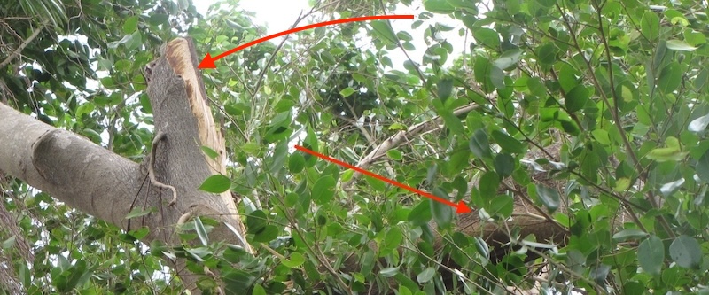 broken branch